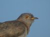 Cuckoo at Canvey Wick (Steve Arlow) (193403 bytes)